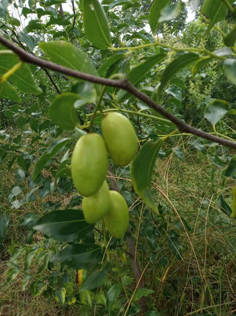 河南基地大量出售脆蜜一号枣树苗量大从优品质保证