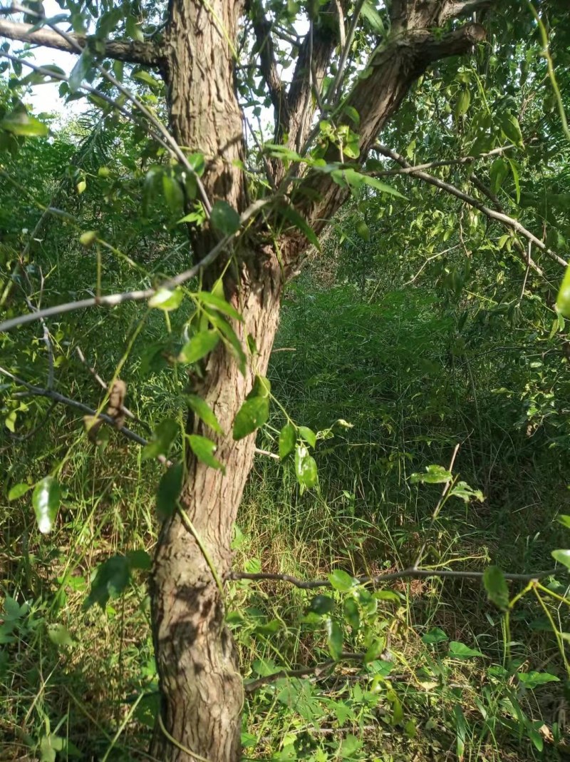 基地直销多年生绿化大枣树现挖现发保证质量价格优惠