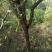 基地直销多年生绿化大枣树现挖现发保证质量价格优惠