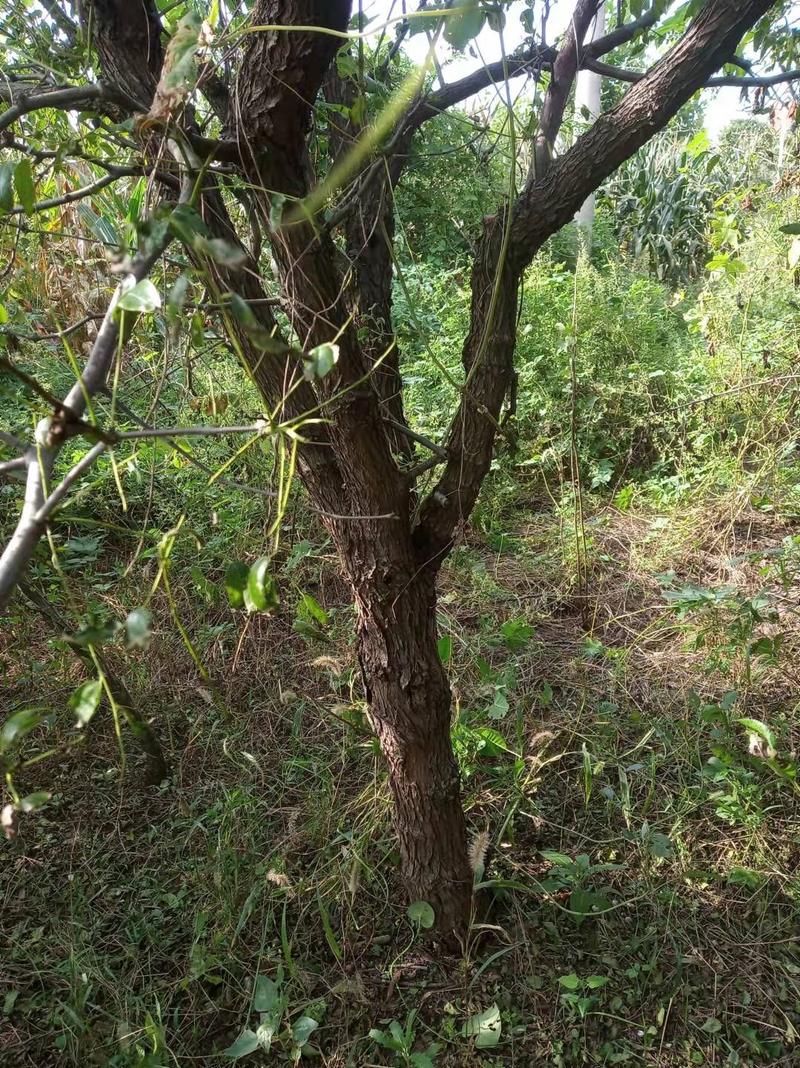 基地直销多年生绿化大枣树现挖现发保证质量价格优惠