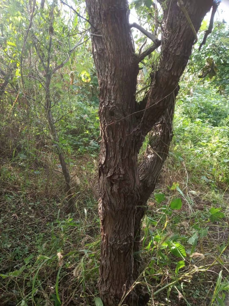 基地直销多年生绿化大枣树现挖现发保证质量价格优惠
