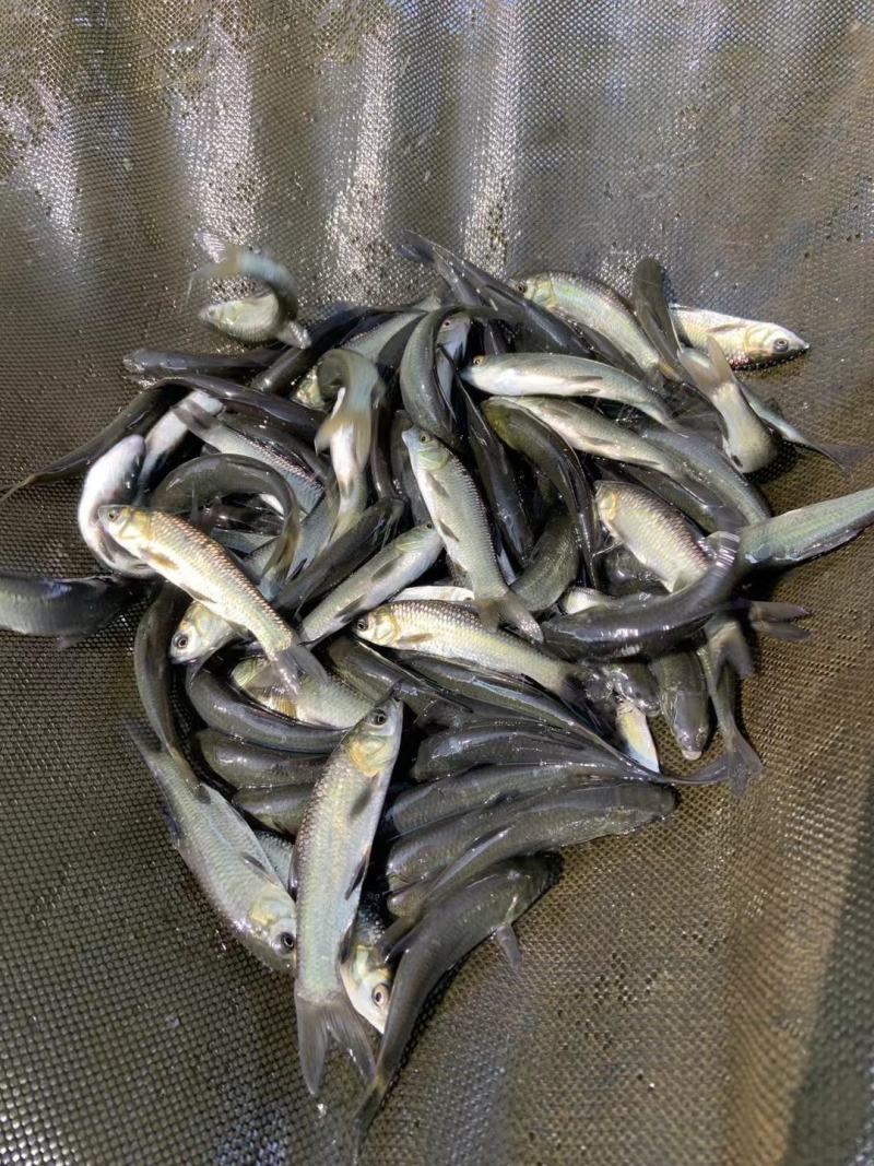 优质青鱼苗螺丝青广东青鱼苗包邮到家，基地直发
