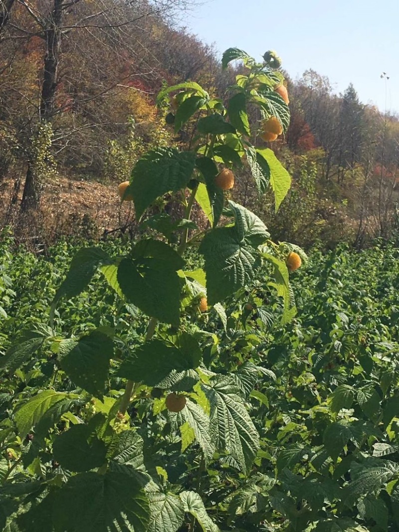 树莓苗黄树莓苗双季树莓苗死苗补发包成活