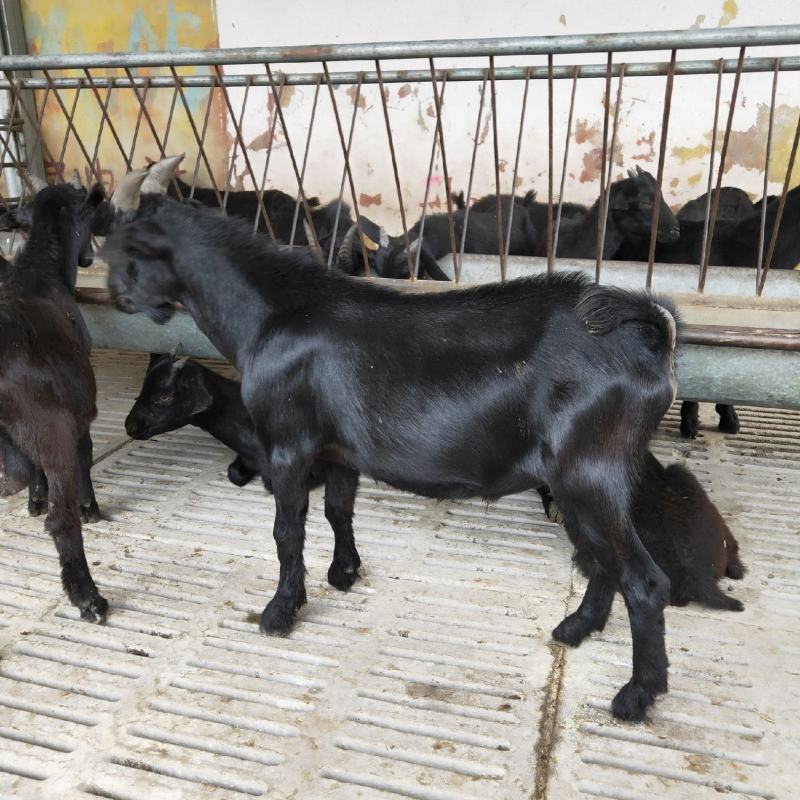 肉羊屠宰羊肉山羊肉绵羊大批量出栏免费运输到家