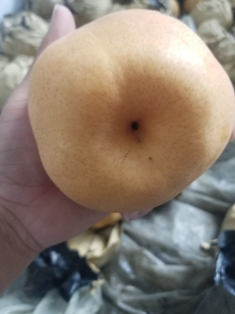 晚秋黄梨