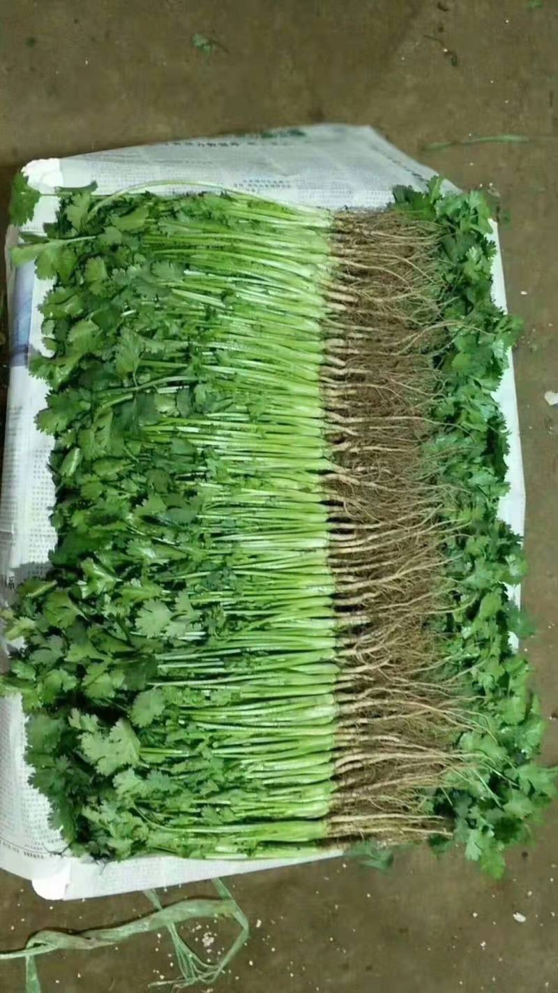 香菜，大棚万亩精品大叶香菜，一手货源低价批发