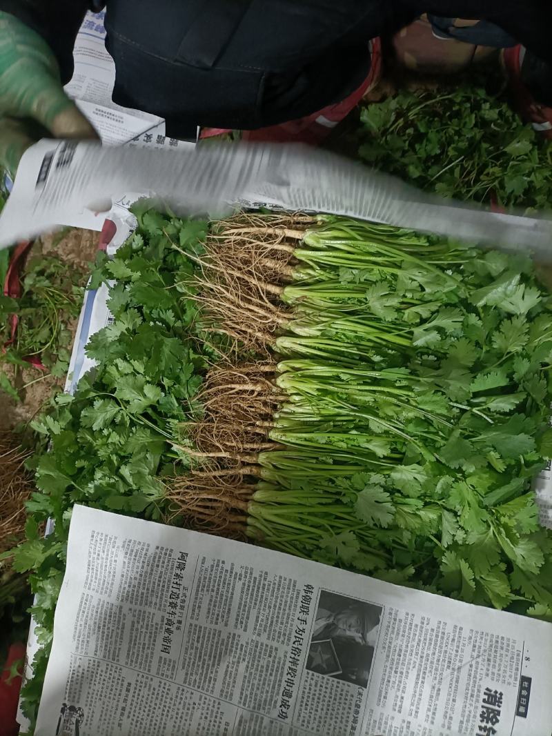 香菜，大棚万亩精品大叶香菜，一手货源低价批发