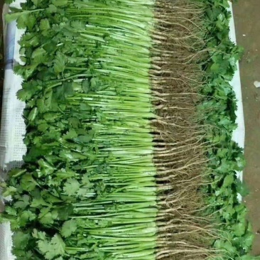 香菜，大棚万亩精品大叶香菜，一手货源低价批发