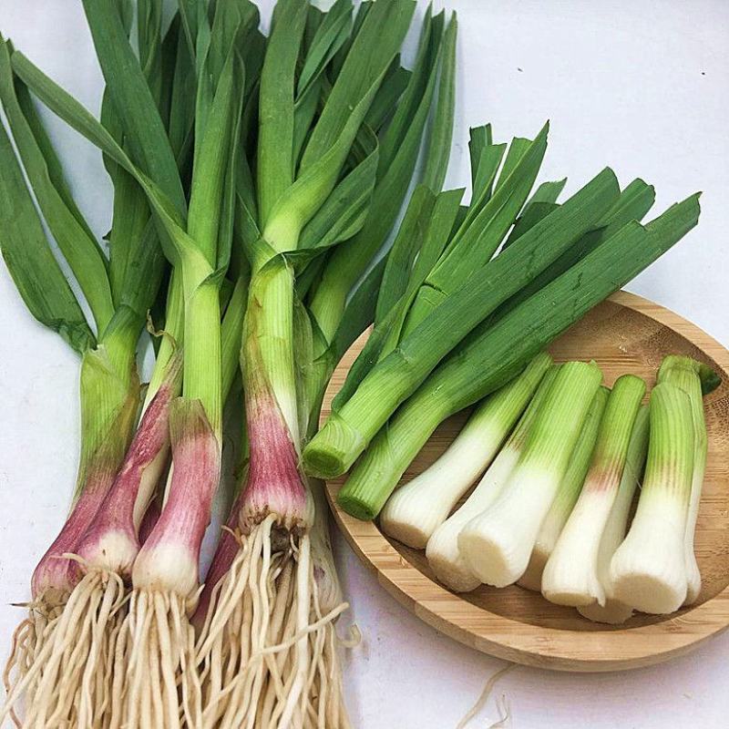 蒜苗，武山红根蒜苗产地直发现挖现发诚信经营价格优