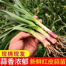 蒜苗，武山红根蒜苗产地直发现挖现发诚信经营价格优
