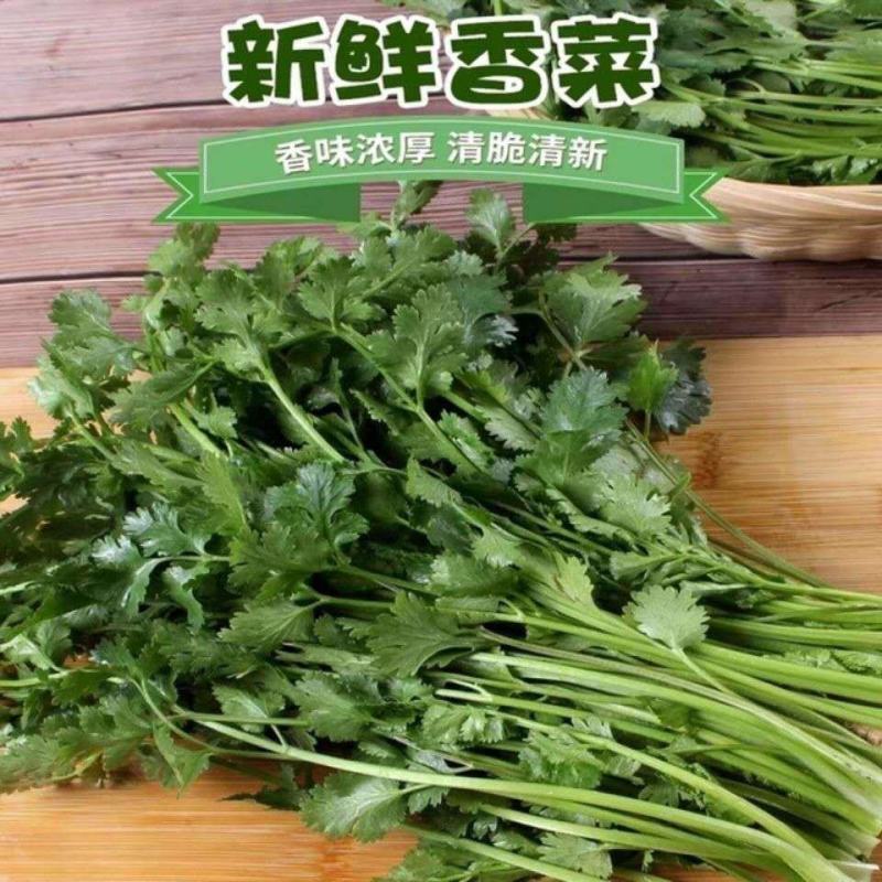 香菜，甘肃精品大叶香菜，现挖现发新鲜直达承接商超批发