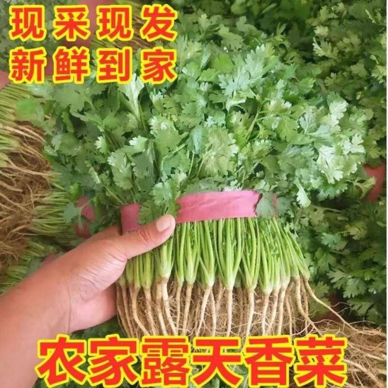 甘肃精品大叶香菜现挖现发货源充足新鲜直达承接商超批发