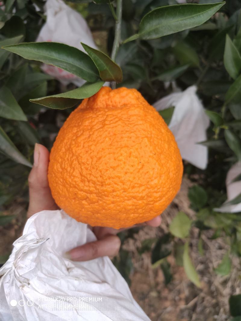 四川纽荷尔脐橙味道纯甜，皮薄，肉红，水份足，糖度高