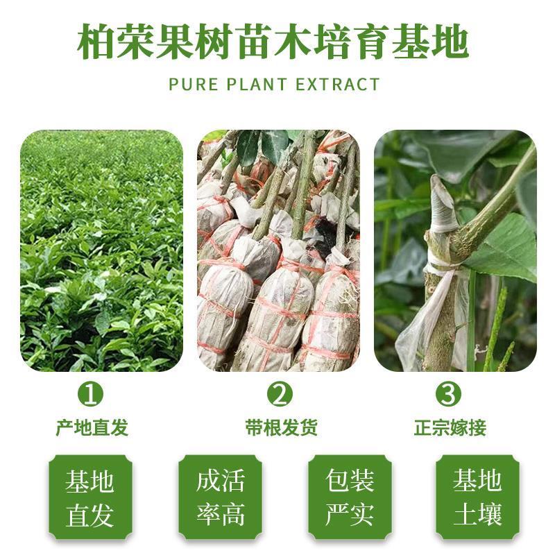 泰国红宝石青柚沙田柚苗成活率高免费技术指导，苗圃基地直供