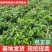 泰国红宝石青柚沙田柚苗成活率高免费技术指导，苗圃基地直供