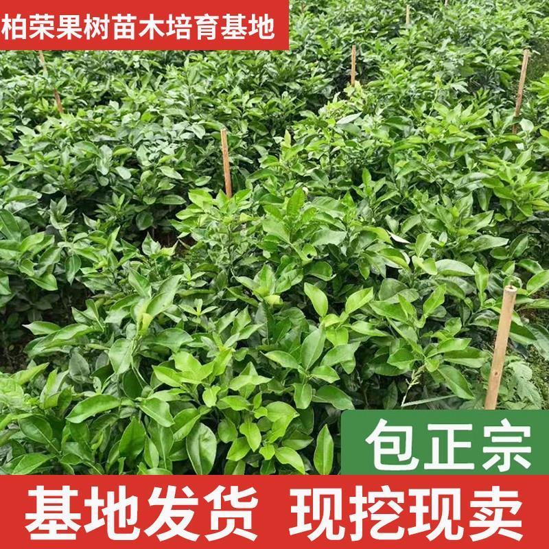 泰国红宝石青柚沙田柚苗成活率高免费技术指导，苗圃基地直供