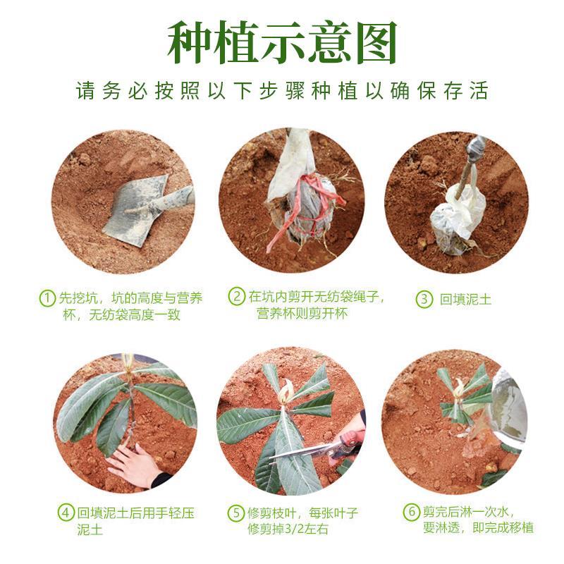 泰国红宝石青柚沙田柚苗成活率高免费技术指导，苗圃基地直供