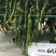 苏润苏螺三号螺丝辣椒种子，1000粒