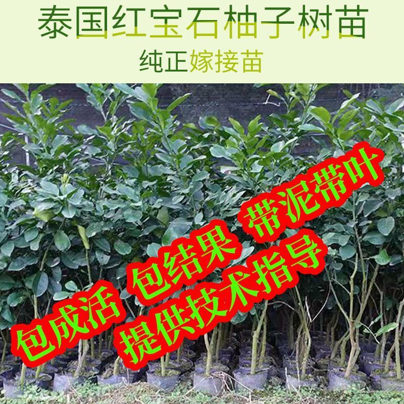 泰国红宝石青柚沙田柚苗成活率高免费技术指导，苗圃基地直供