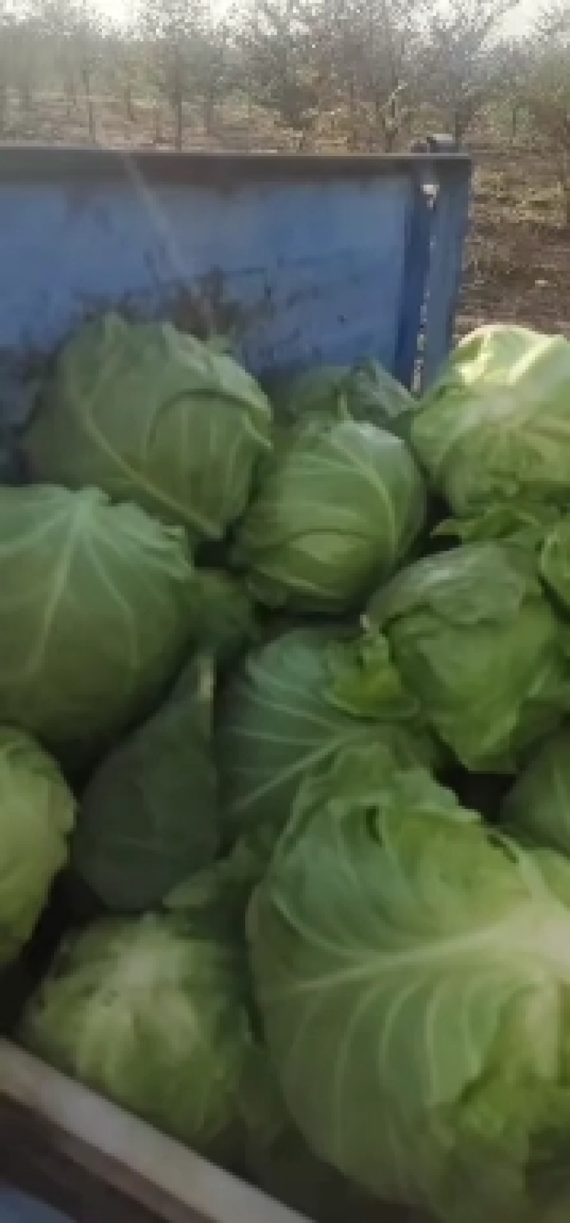 甘蓝山东潍坊甘蓝包菜菜宣，质优价廉，产地货源充足