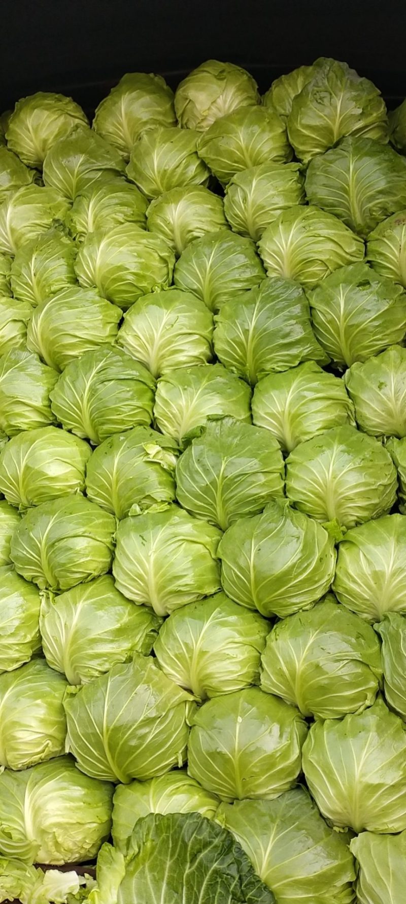 甘蓝山东潍坊甘蓝包菜菜宣，质优价廉，产地货源充足