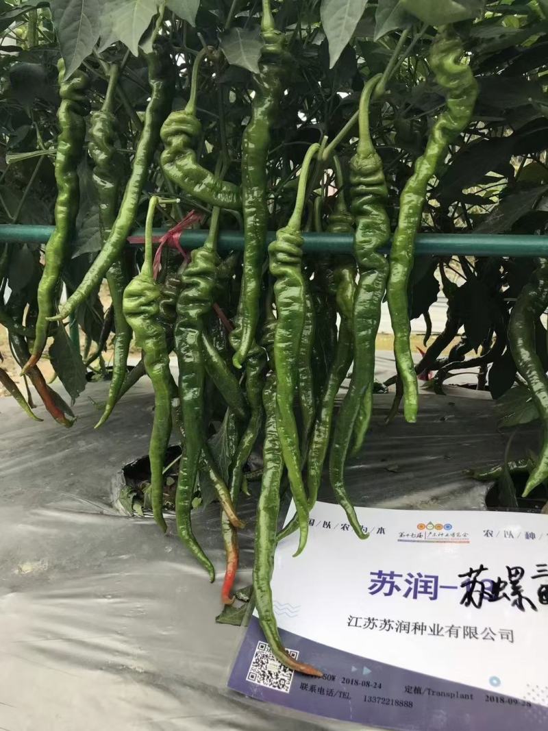 苏润苏螺三号螺丝辣椒种子，1000粒