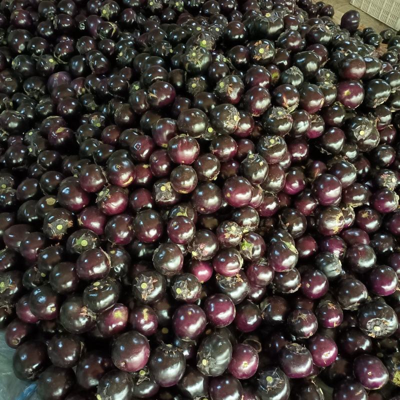 圆茄子山东，圆茄，紫光圆茄产地，诚信代收代发全国