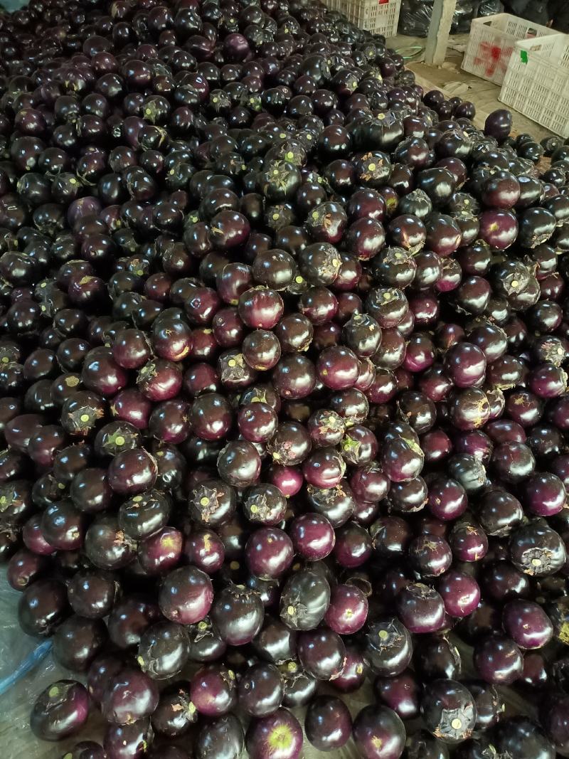 圆茄子山东，圆茄，紫光圆茄产地，诚信代收代发全国