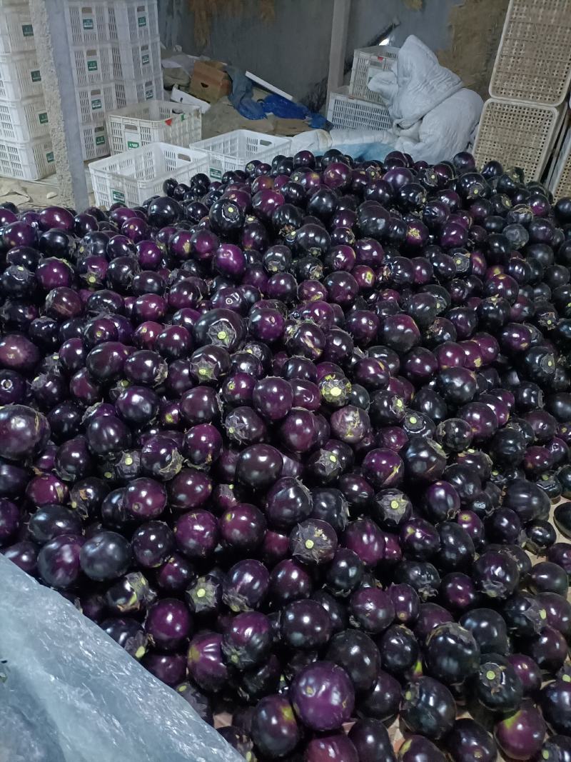 圆茄子山东，圆茄，紫光圆茄产地，诚信代收代发全国