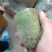 精品水果萝卜，大量供货，个头大，颜色翠绿。