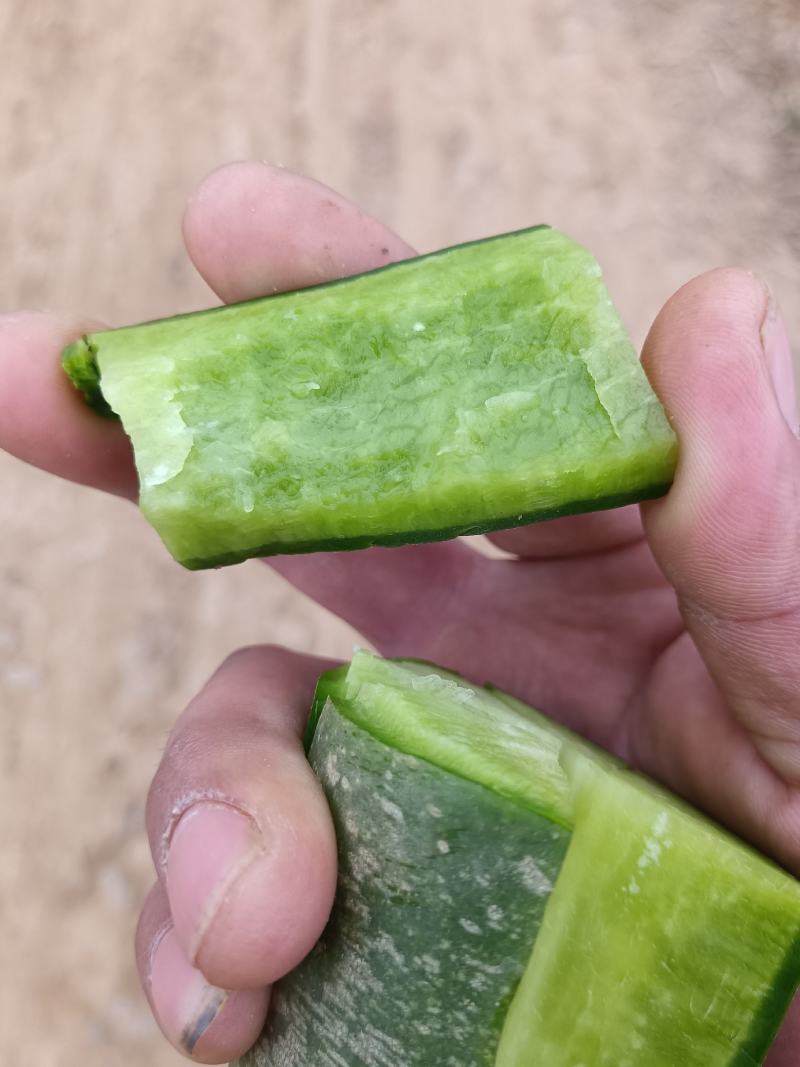 精品水果萝卜，大量供货，个头大，颜色翠绿。