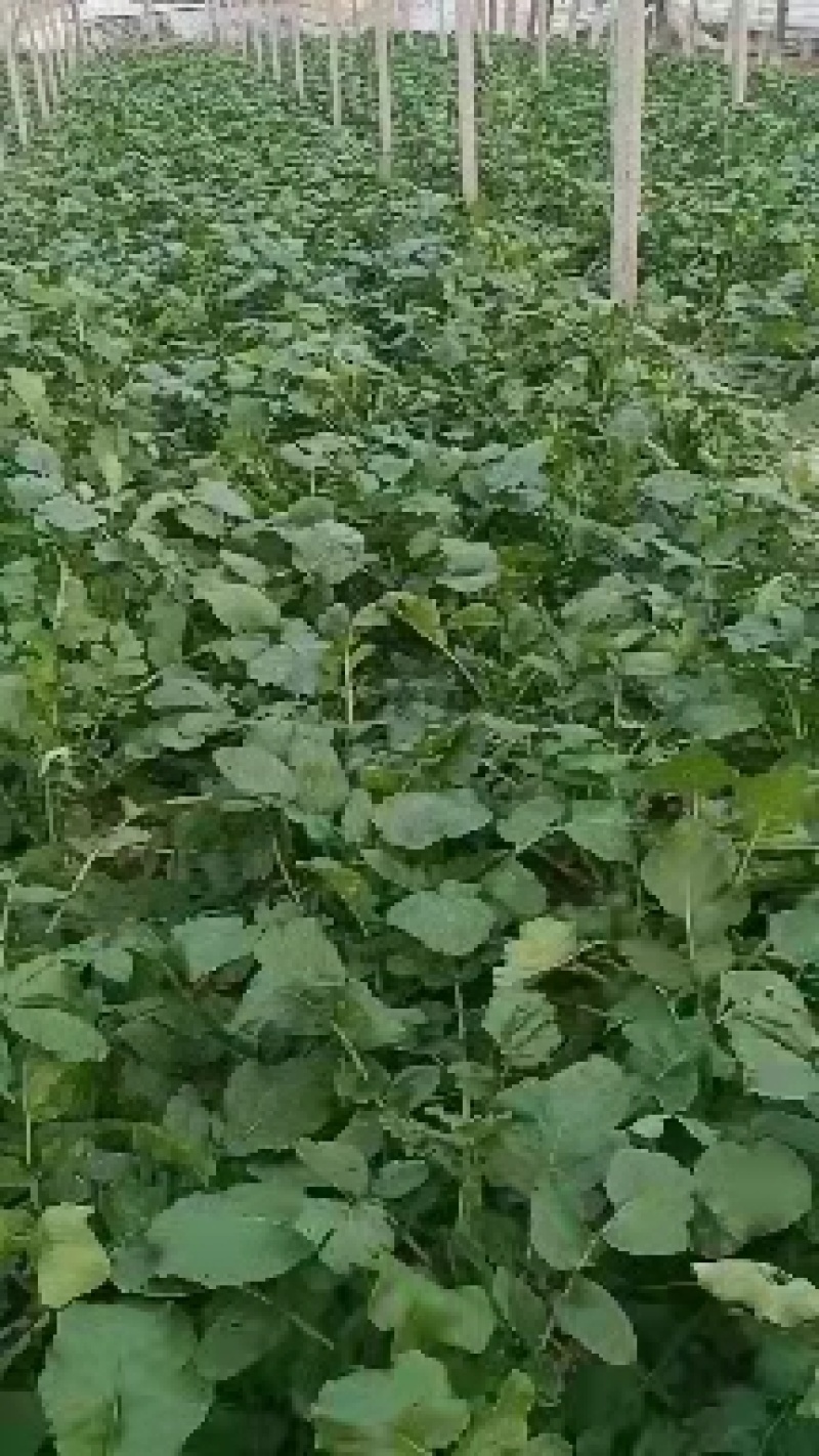 精品水果萝卜，大量供货，个头大，颜色翠绿。