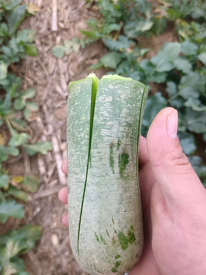 精品水果萝卜，大量供货，个头大，颜色翠绿。