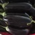 765长茄山东长茄精品烤茄现摘现发支持视频看货