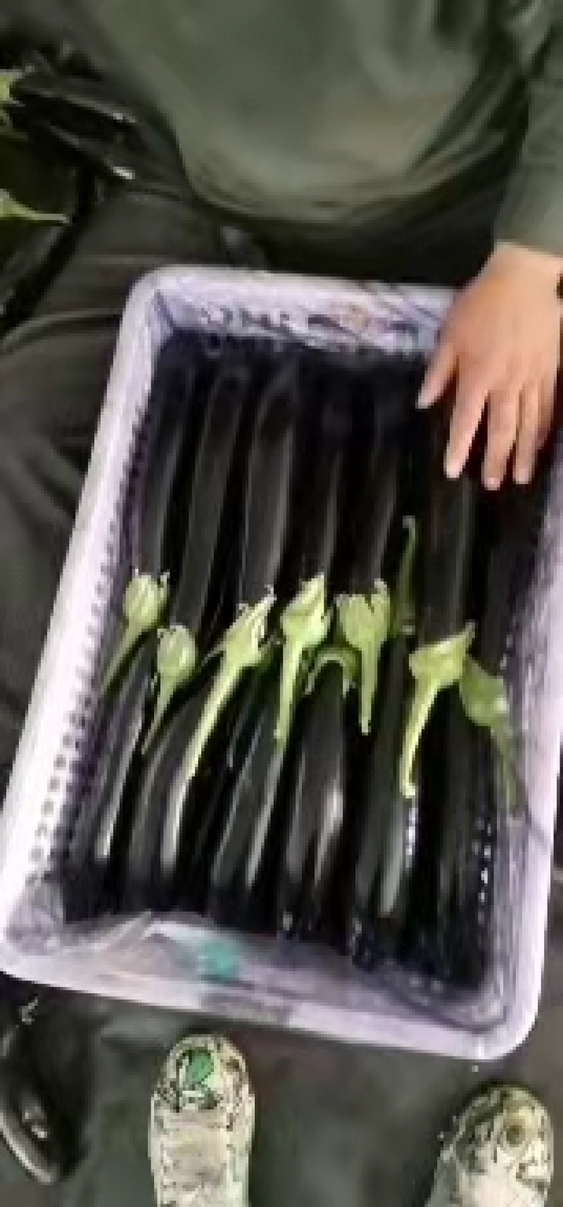 765长茄山东长茄精品烤茄现摘现发支持视频看货