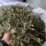 车前草