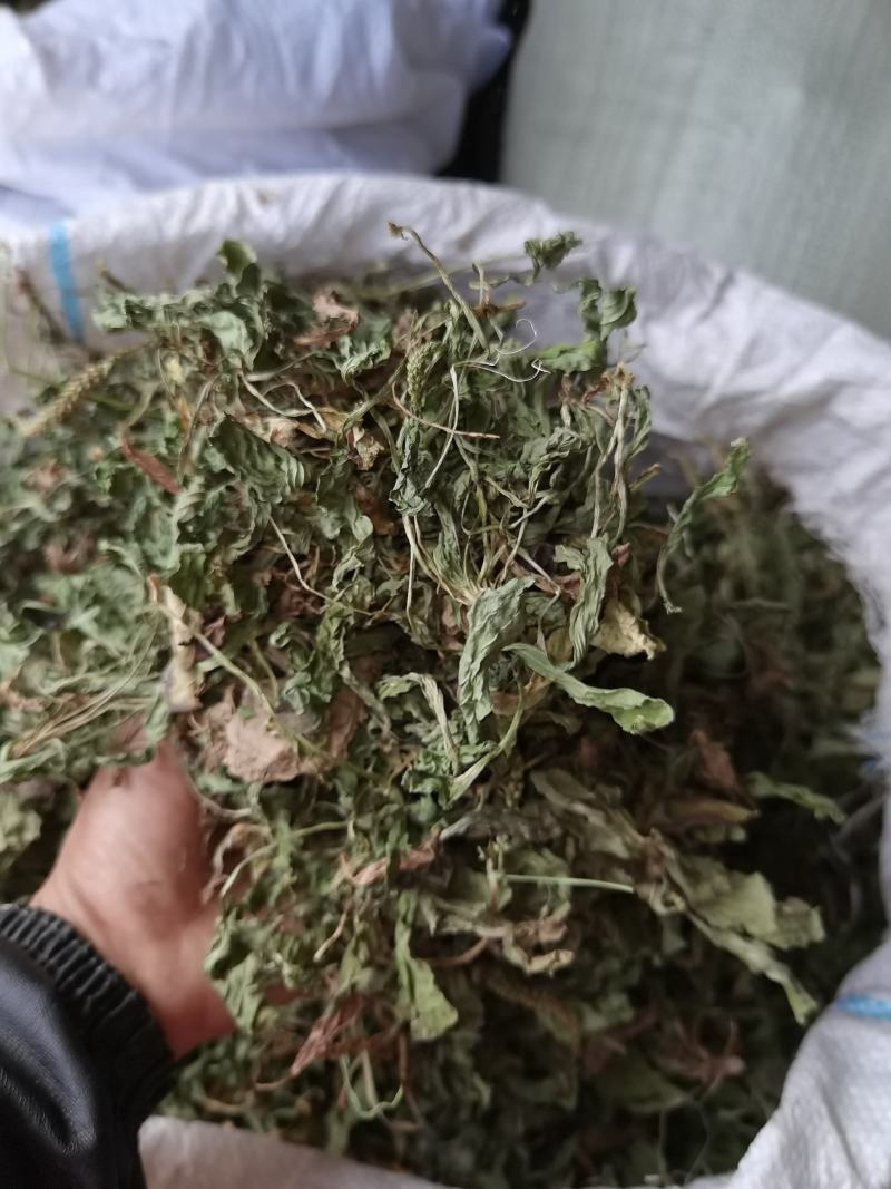 车前草