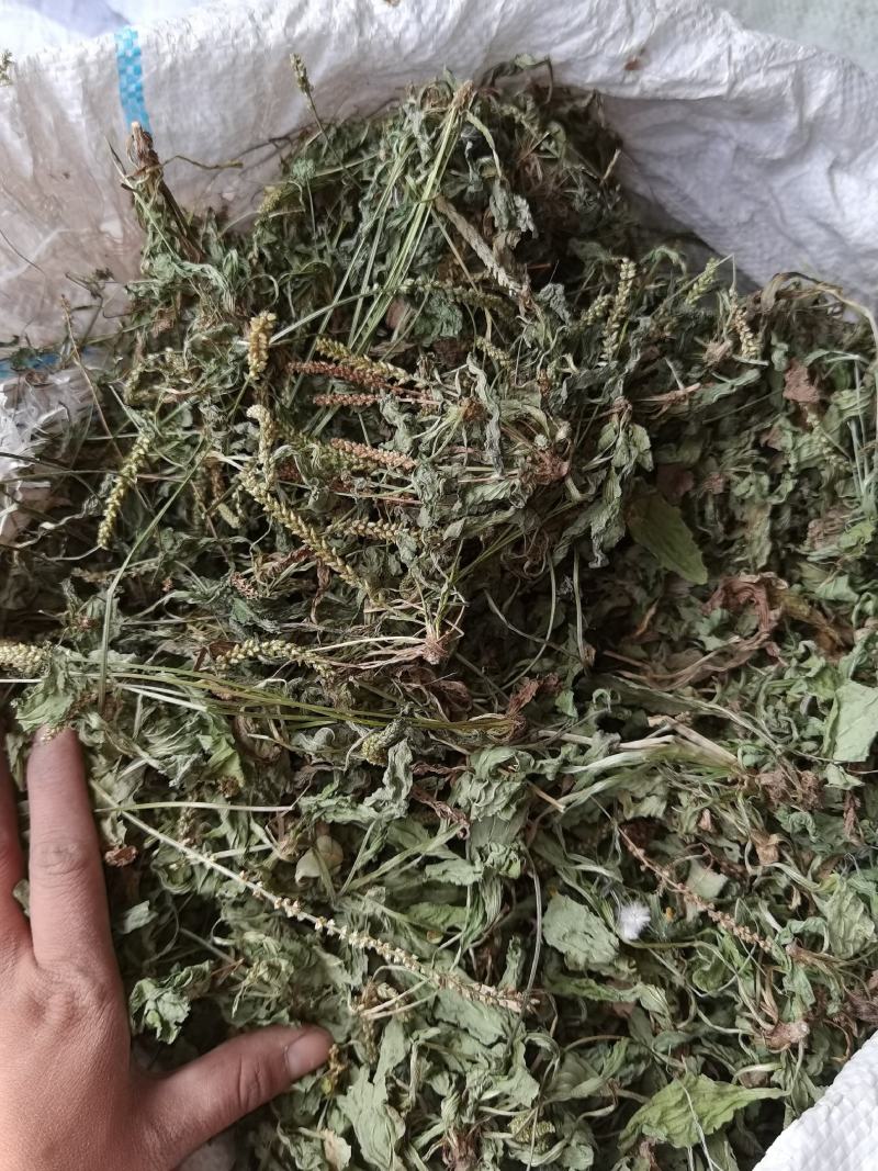 车前草