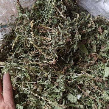车前草