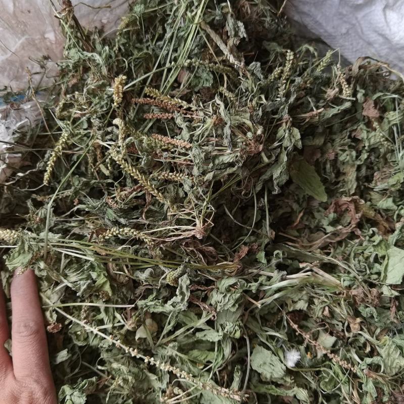 车前草
