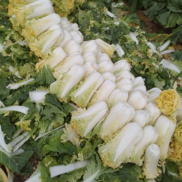 黄心菜白菜2~3斤大白菜用于腌制酸菜烫火锅