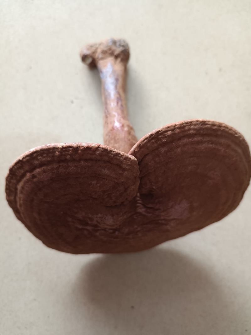 包邮长白山红灵芝灵芝草灵芝野生灵芝另有灵芝草