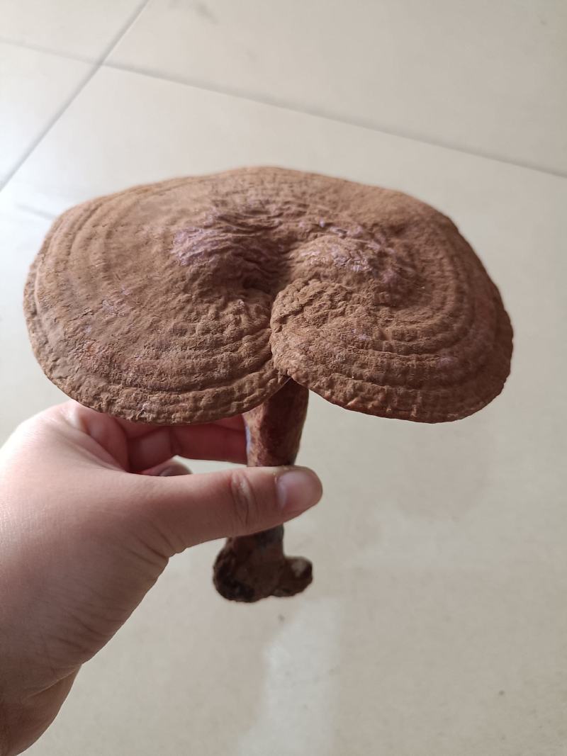 包邮长白山红灵芝灵芝草灵芝野生灵芝另有灵芝草