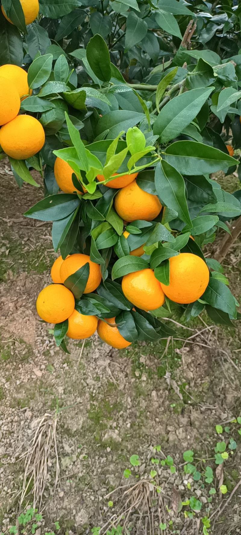 （推介）供应优质沃桔，个大皮薄肉厚颜色光亮口感脆甜化渣。