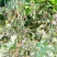 特级w240进口生腰果