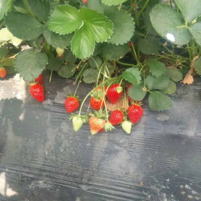 奶油草江苏草莓货源地直供社区一件代发欢迎合作
