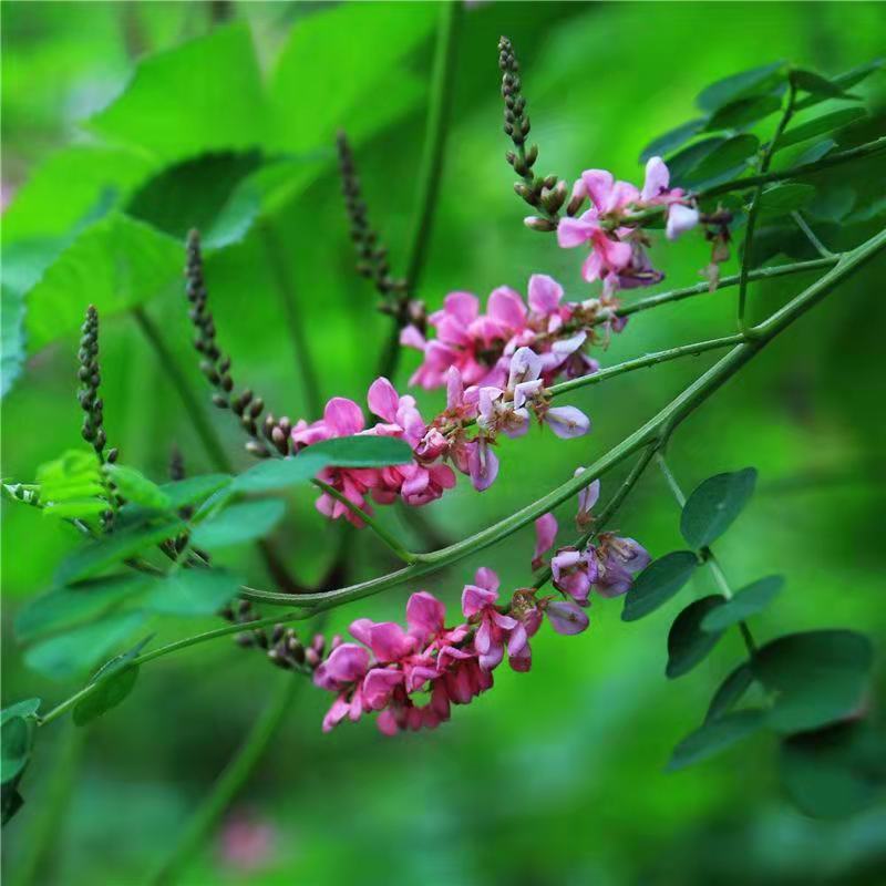 多花木兰种子护坡灌木种子优质蜜源豆科牧草荒山复绿