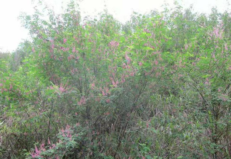 多花木兰种子护坡灌木种子优质蜜源豆科牧草荒山复绿