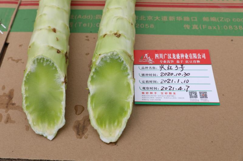 红火3号红尖叶香莴笋种子青红尖叶高桩莴苣种子，节稀耐寒