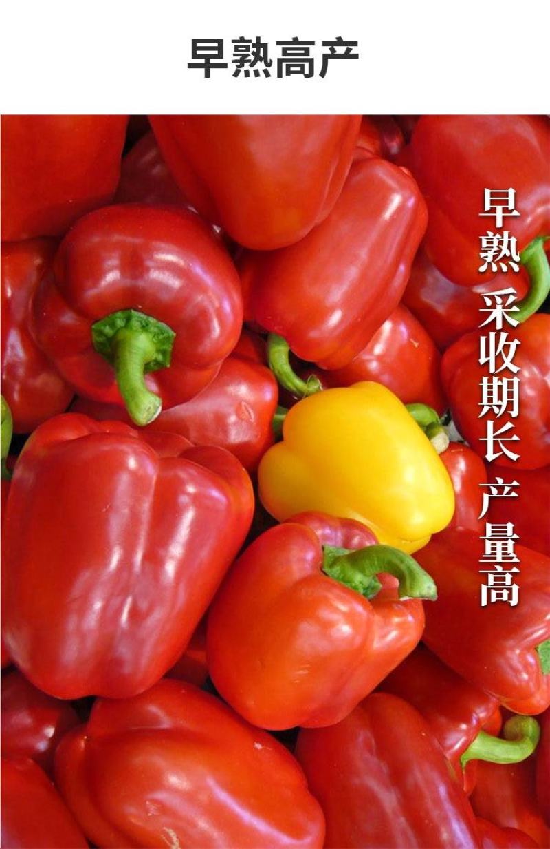 【厂家直销】科兴甜椒种子灯笼型甜椒种籽肉厚质脆品质佳耐运